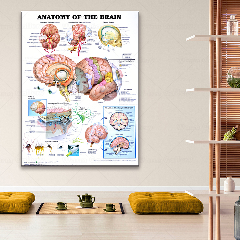 해부학 뇌 인간의 의학 포스터 룸 장식 그림 아트웍 벽 매달려 벽 장식 의사, 간호사, 선물